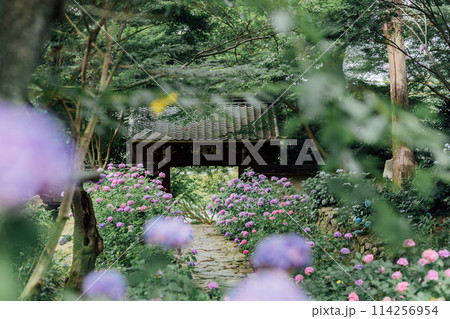 愛知県蒲郡市 本光寺 あじさい寺 愛知県蒲郡市 本光寺 あじさい寺 114256954