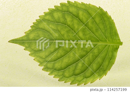 春雨後のアジサイ（紫陽花）の若葉と葉脈 114257199