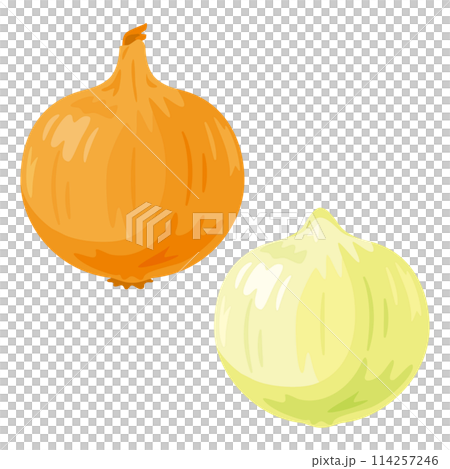 玉ねぎセット 114257246