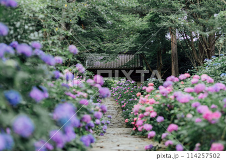 愛知県蒲郡市 本光寺 あじさい寺 愛知県蒲郡市 本光寺 あじさい寺 114257502