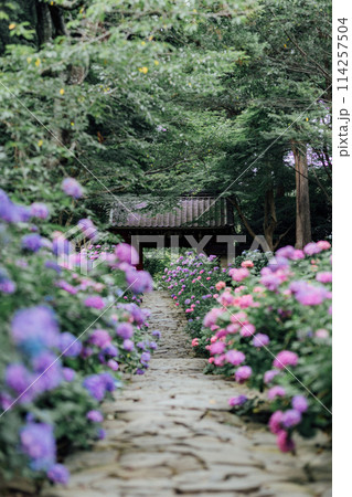 愛知県蒲郡市　本光寺　あじさい寺 114257504