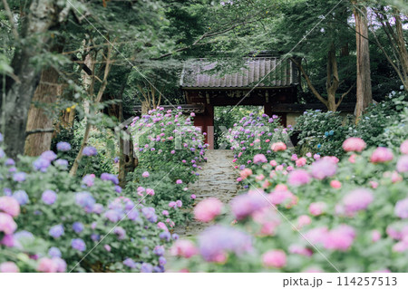 愛知県蒲郡市　本光寺　あじさい寺 114257513