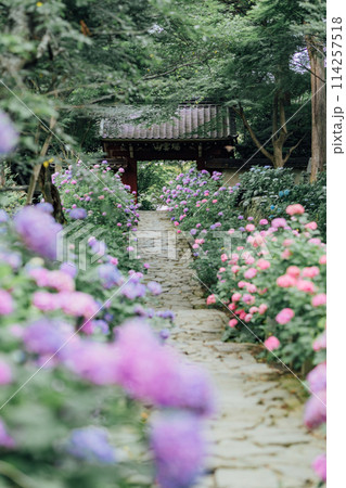 愛知県蒲郡市　本光寺　あじさい寺 114257518