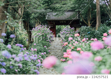 愛知県蒲郡市 本光寺 あじさい寺 愛知県蒲郡市 本光寺 あじさい寺 114257521
