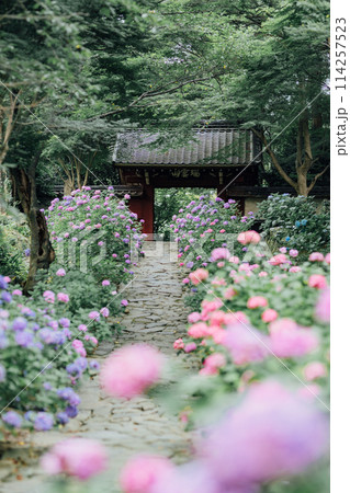 愛知県蒲郡市　本光寺　あじさい寺 114257523