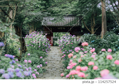 愛知県蒲郡市 本光寺 あじさい寺 愛知県蒲郡市 本光寺 あじさい寺 114257524