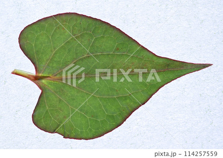 春雨後のドクダミ(蕺草)の葉と葉脈 春雨後のドクダミ(蕺草)の葉と葉脈 114257559