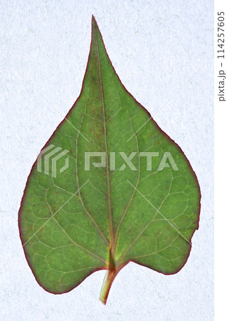 春雨後のドクダミ(蕺草)の葉と葉脈 春雨後のドクダミ(蕺草)の葉と葉脈 114257605
