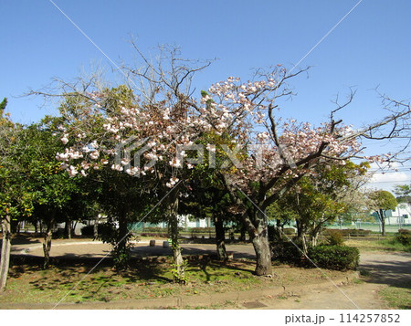 八重の桜は遅咲きのサクラ 114257852