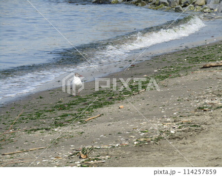 もう直ぐ帰る冬の渡り鳥ユリカモメ 114257859