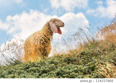 A big sheep with wool 114257868