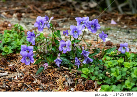 道の脇に咲くナガバノタチツボスミレ（ナガバタチツボスミレ） 114257894