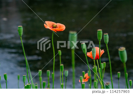 道端に咲くナガミヒナゲシの花 道端に咲くナガミヒナゲシの花 114257903