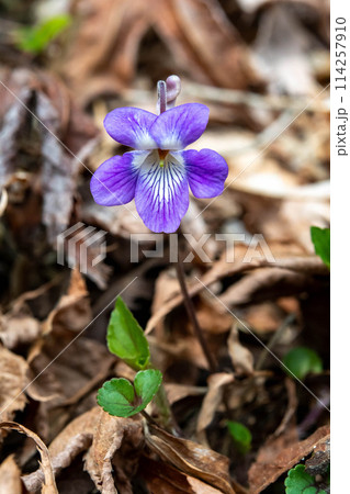 ニオイタチツボスミレの花 114257910
