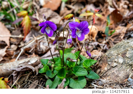 ニオイタチツボスミレの花 ニオイタチツボスミレの花 114257911