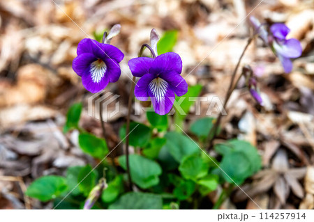 ニオイタチツボスミレの花 ニオイタチツボスミレの花 114257914