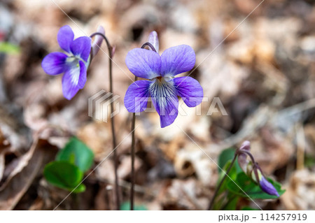 ニオイタチツボスミレの花 114257919