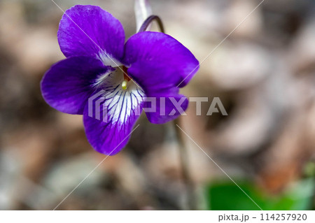 ニオイタチツボスミレの花 114257920