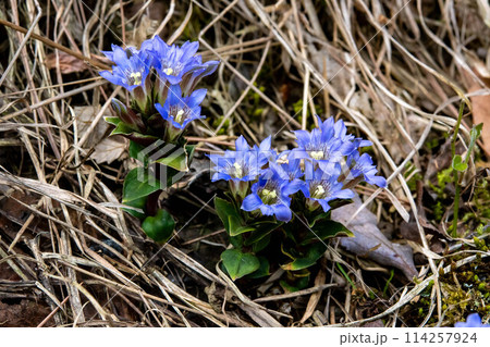 山に咲くフデリンドウ 山に咲くフデリンドウ 114257924