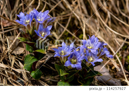 山に咲くフデリンドウ 山に咲くフデリンドウ 114257927