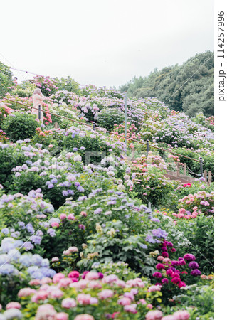 愛知県蒲郡市の観光地　形原温泉　あじさいの里 114257996