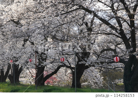 春遅い信州の山里にも桜が咲き始めました。 御堂川のせせらぎも春ともに水ぬるむ季節となりました。 春遅い信州の山里にも桜が咲き始めました。 御堂川のせせらぎも春ともに水ぬるむ季節となりました。 114258153