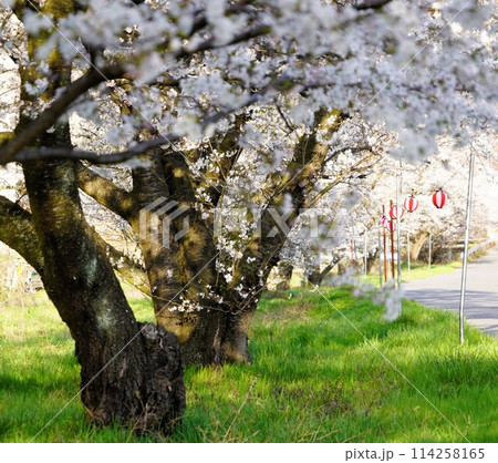 春遅い信州の山里にも桜が咲き始めました。 御堂川のせせらぎも春ともに水ぬるむ季節となりました。 春遅い信州の山里にも桜が咲き始めました。 御堂川のせせらぎも春ともに水ぬるむ季節となりました。 114258165