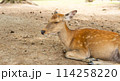 昼寝する鹿 114258220