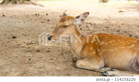 昼寝する鹿 昼寝する鹿 114258220