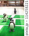 自由なペンギン 114258221
