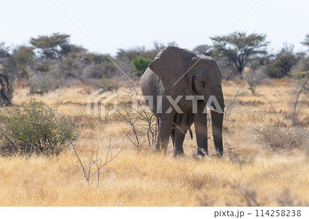 An African Elephant grazing in Etosha 114258238