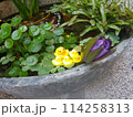 アヒル 114258313