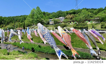 五月晴れの青空の下、青木川に泳ぐ色とりどりの鯉のぼり〈常盤東小学校前/愛知県岡崎市〉 五月晴れの青空の下、青木川に泳ぐ色とりどりの鯉のぼり〈常盤東小学校前/愛知県岡崎市〉 114258314