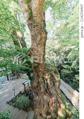 《熱海》来宮神社の大楠 114258407