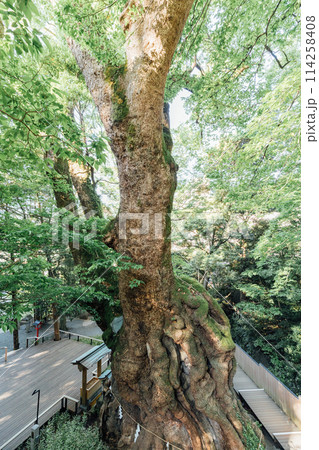 《熱海》来宮神社の大楠 114258408