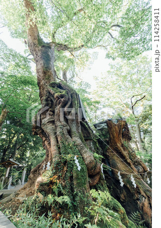 《熱海》来宮神社の大楠 《熱海》来宮神社の大楠 114258411