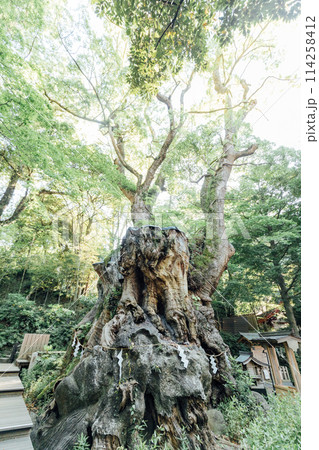 《熱海》来宮神社の大楠 114258412