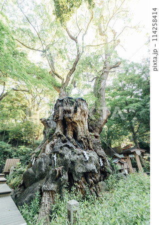 《熱海》来宮神社の大楠 《熱海》来宮神社の大楠 114258414