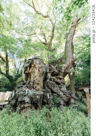 《熱海》来宮神社の大楠 《熱海》来宮神社の大楠 114258416