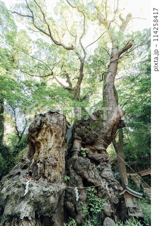 《熱海》来宮神社の大楠 114258417