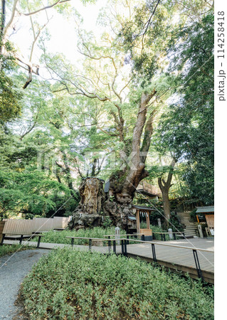 《熱海》来宮神社の大楠 《熱海》来宮神社の大楠 114258418