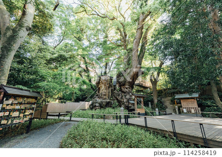 《熱海》来宮神社の大楠 114258419