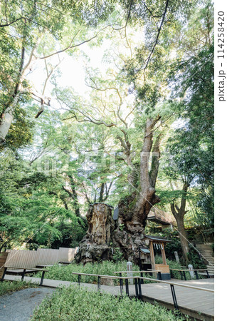 《熱海》来宮神社の大楠 114258420