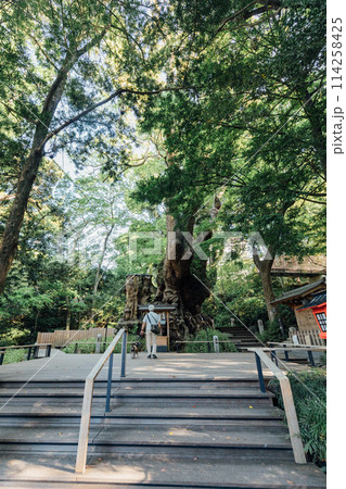 《熱海》来宮神社の大楠 《熱海》来宮神社の大楠 114258425