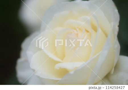 与野公園の白いバラ 与野公園の白いバラ 114258427