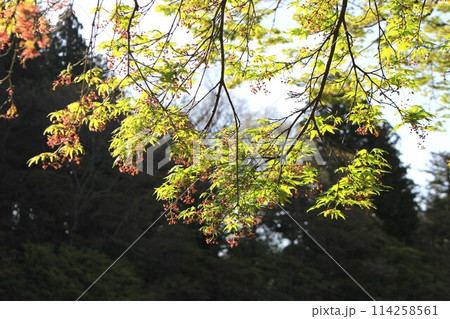 塩原渓谷の青紅葉 114258561