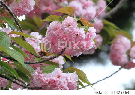 満開の里桜 「関山」(カンザン) 満開の里桜 「関山」(カンザン) 114258646