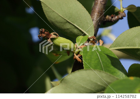 花梨の幼実 114258702