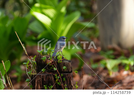 新緑の森に立ち寄っていたルリビタキ 新緑の森に立ち寄っていたルリビタキ 114258739