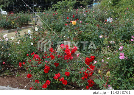 荒尾市　おもやい市民花壇　バラの花、 114258761